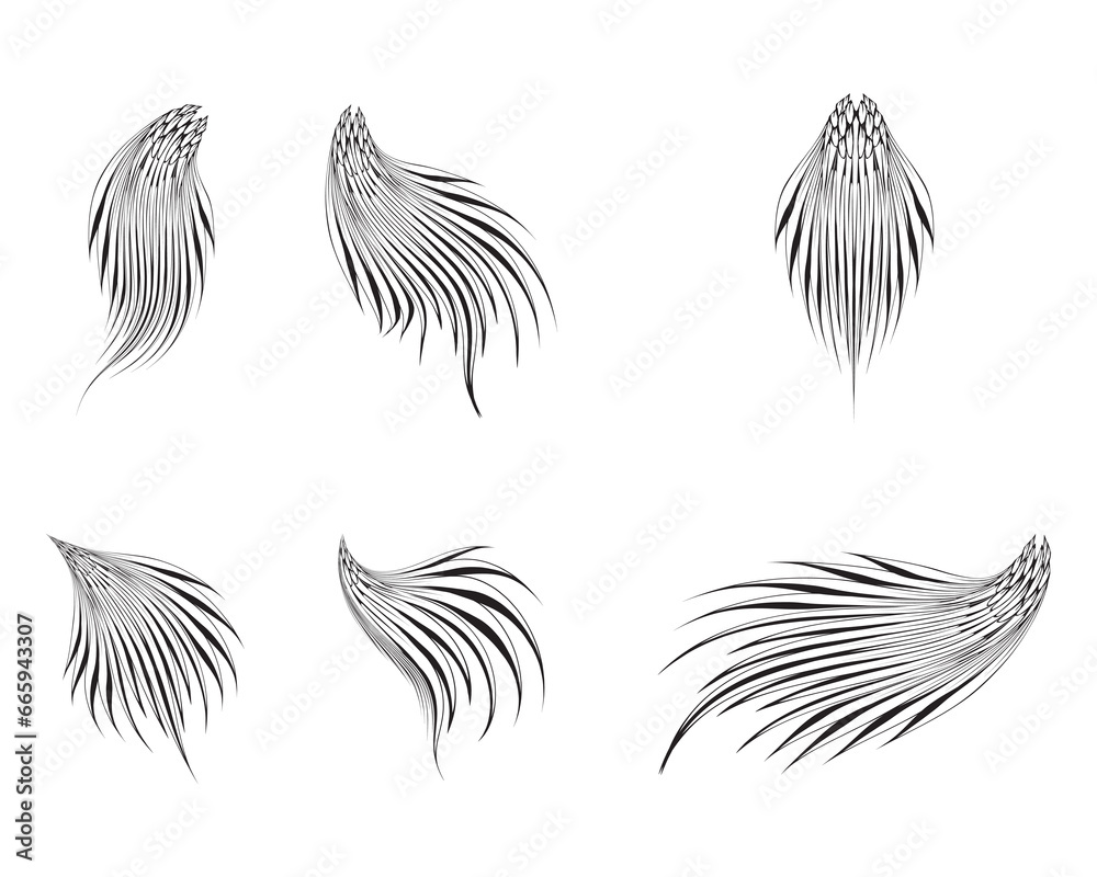 bird's tail sketch illustration, front angle view. bird's tail sketch illustration, front angle view.