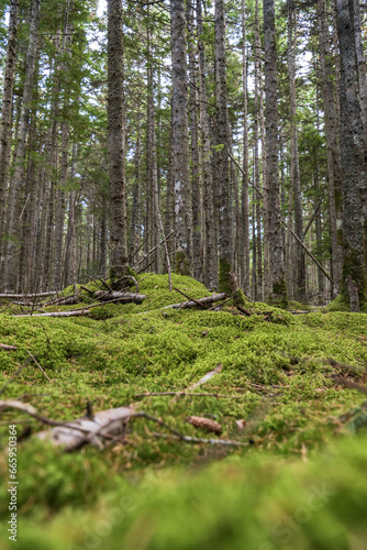 beautiful green moss in a spruce forest