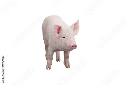 Little pig isolated on transparent background. 3D rendering.