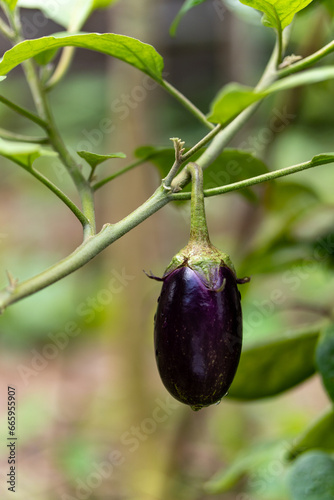 Eggplant plant growing in Community garden. Aubergine eggplant plants in plantation. Aubergine vegetables harvest. Eggplant fruit and green leave