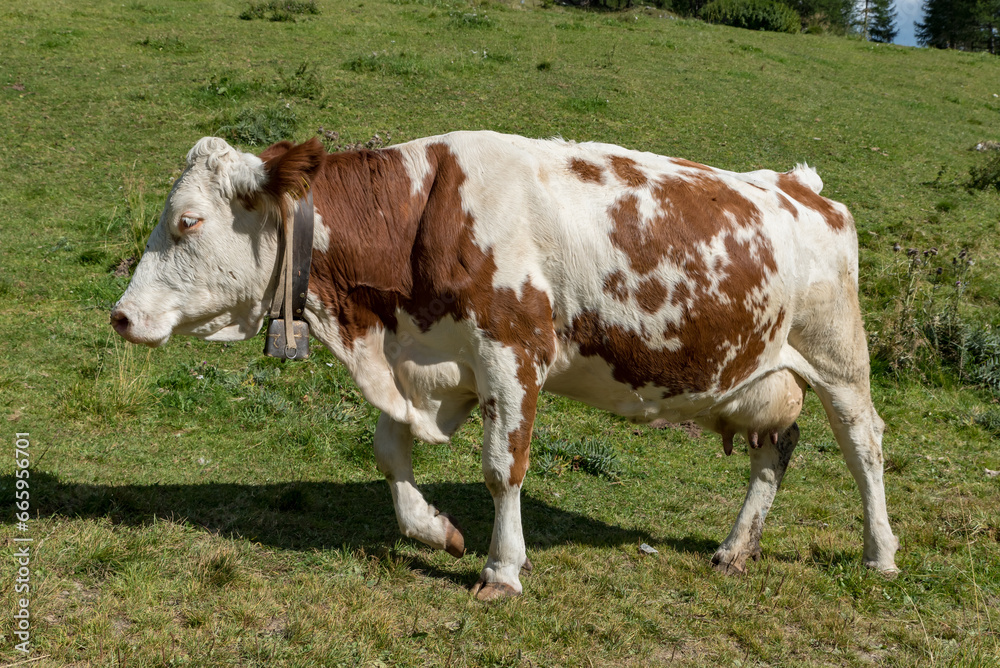 Grazing cows Val Venosta, South Tyrol Italy Grazing cows Val Venosta, South Tyrol Italy