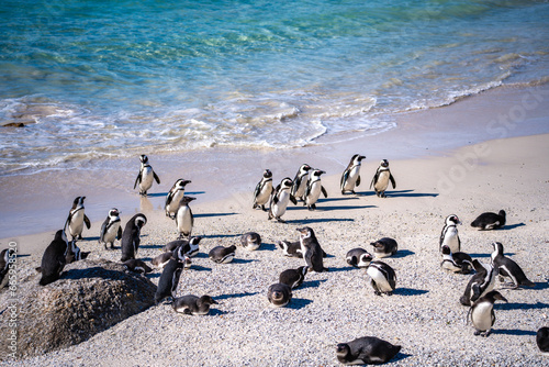 Billede på lærred Boulders Beach Penguin colony in Cape Town, South Africa
