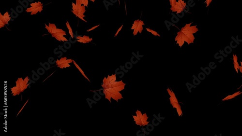 autumn maple leaves fall on a black background
