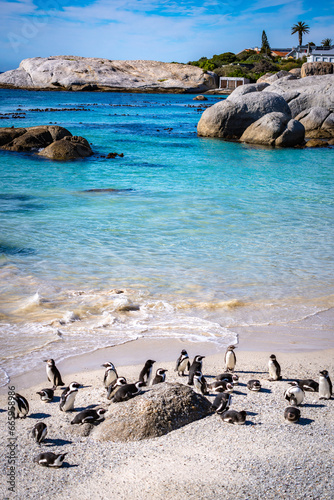 Boulders Beach Penguin colony in Cape Town, South Africa