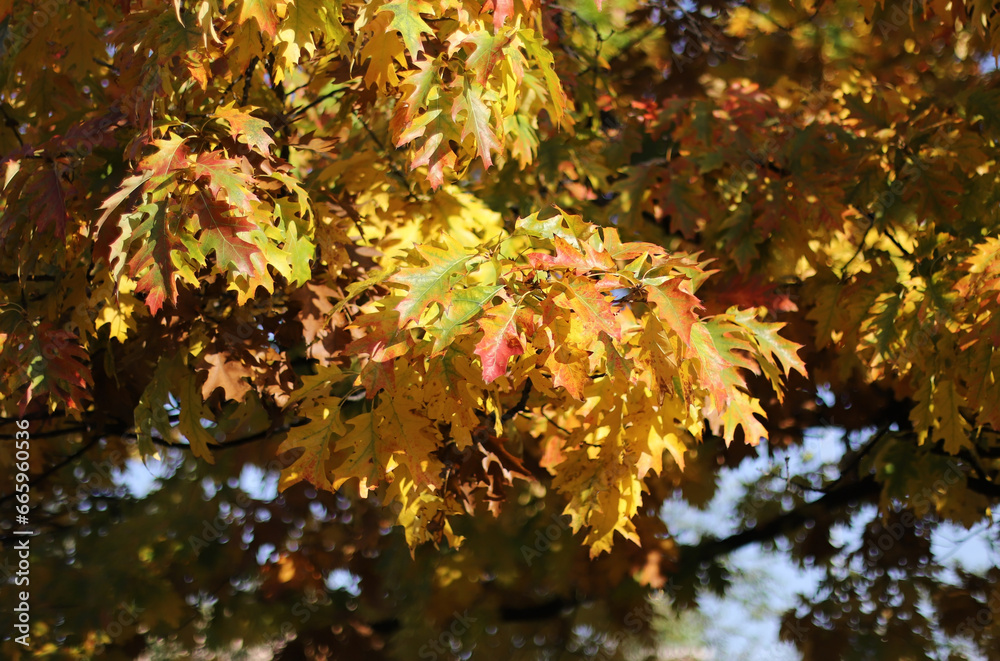 Autumn leaves in the forest