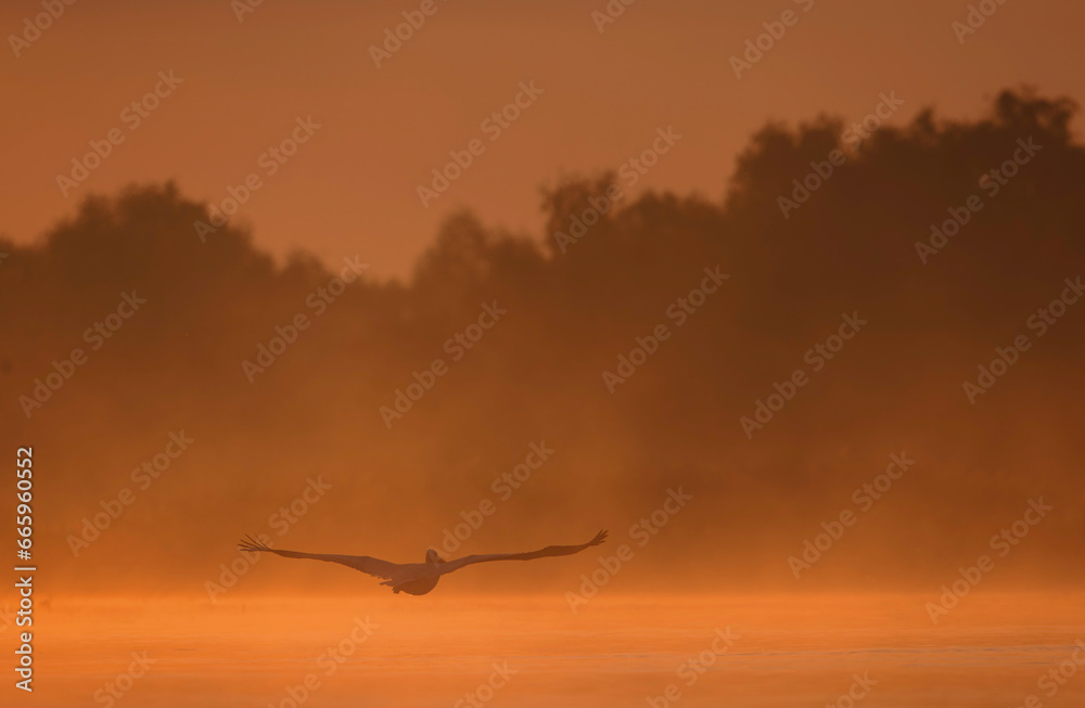 Wild life birds photography a majestic avian soaring above a serene aquatic landscape in Danube Delta, Romania
