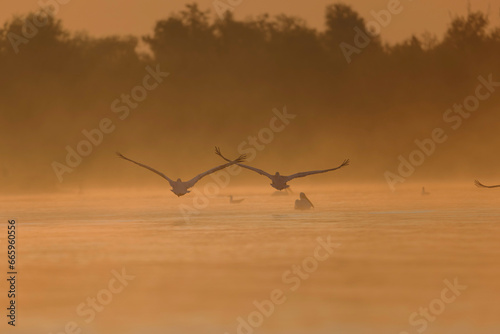 Wild life birds photography a mesmerizing aerial view of birds soaring above a serene water landscape in Danube Delta  Romania