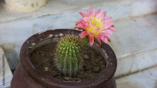 Echinopsis spachiana torch cactus or golden column cactus with flower photo