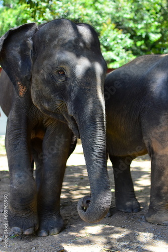 A beautiful Asian Elephant in Phuket Thailand at an Elephant retirement sanctuary 3.3.22 This was on a hot sunny day when Thailand just opened their borders again due to the covid 19 pandemic. 
