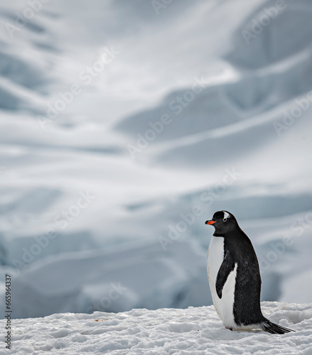 Gentoo penguin on ice in Antarctica