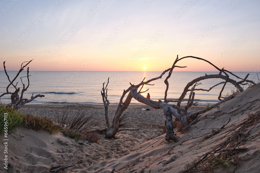 The sun rises between the dry branches of the beach The sun rises between the dry branches of the beach