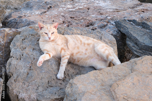 Cats sunbathing on top of the breakwater rocks in the sea