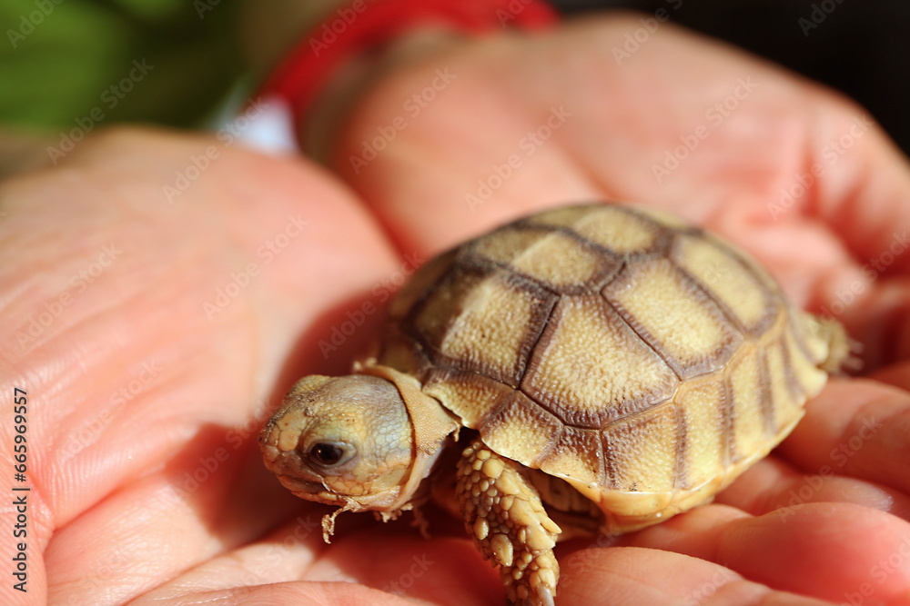 Closeup of an Adorable Baby Sulcata Tortoise in Woman's Palms Closeup of an Adorable Baby Sulcata Tortoise in Woman's Palms