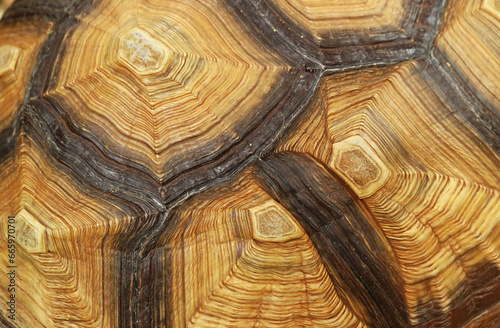Closed Up the Carapace Patterns of Mature Sulcata Tortoise