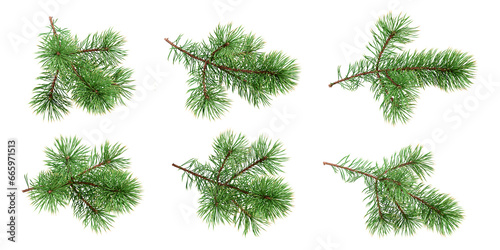 Branches of fir tree on white background photo
