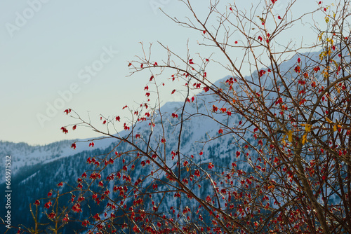 Branches of Rosa canina (Dog rose) with berries, in winter. It is used for culinary and natural medicine preparations photo