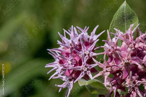 Showy Milkweed scientific name Asclepias sp.  fancy type of milkweed growing wild in rural Minnesota  United States. 