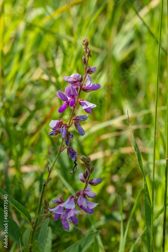 фотографія Close up of the small purple and pink flowers of Desmodium canadense also known as Showy Tick Trefoil on a blurred green background in a meadow in rural Minnesota, United States