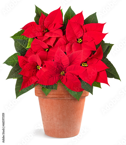 Red poinsettia plant photo