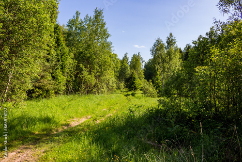 Poorly visible path leading into the forest, summer nature