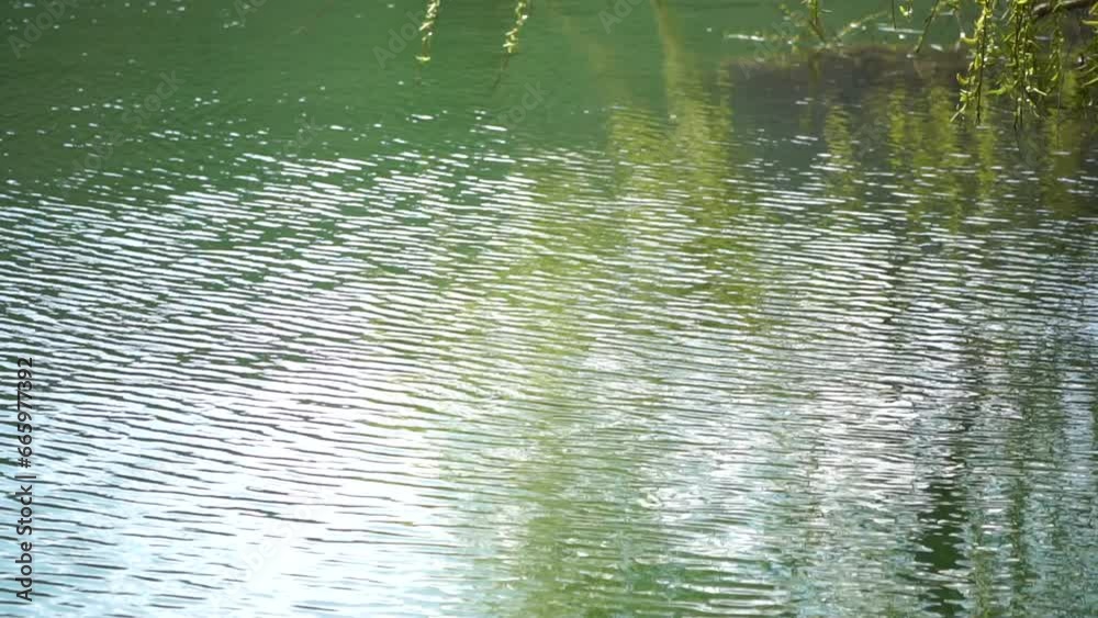 close-up branches of a weeping willow branches with fresh green spring goslings shaking in the wind, set against a background of blue lake water. tranquil and peaceful scene. slow motion. close-up branches of a weeping willow branches with fresh green spring goslings shaking in the wind, set against a background of blue lake water. tranquil and peaceful scene. slow motion.