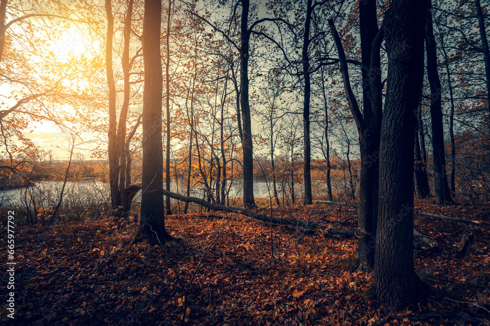 Obraz premium Autumn forest nature. Vivid morning in colorful forest with sun rays through branches of trees.