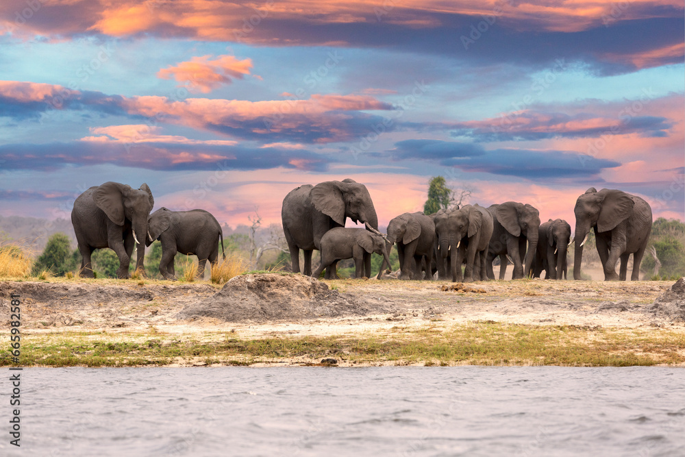Fototapeta premium This fantastic sunset painted this herd of elephants who came to dring along the Chobe river in deep orange colours; this is African at its best.