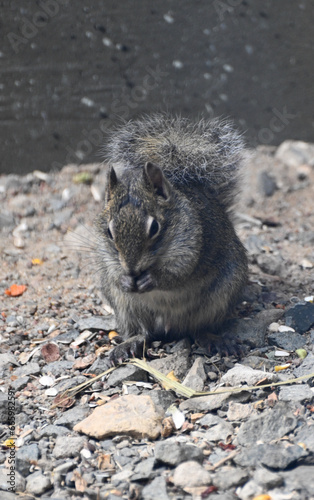 A Père David squirrel from China