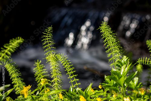 Bright green horsetail growing on the bank of a stream in spring photo