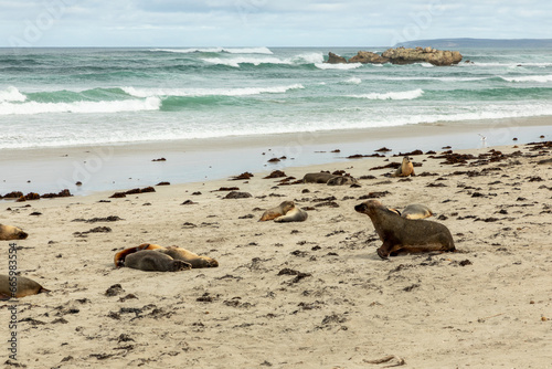 Sea lions at Seal bay, Kangaroo Island, South Australia