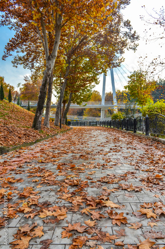 leaves on Ankhor canal embankment in autumn (Tashkent, Uzbekistan)