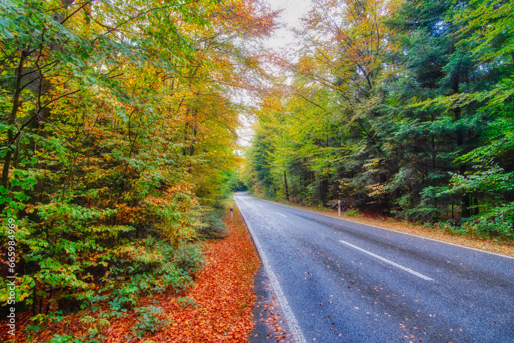 Obraz premium road in autumn forest