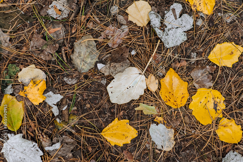 Many colored falling leaves on the ground in the autumn forest. Nature photography.