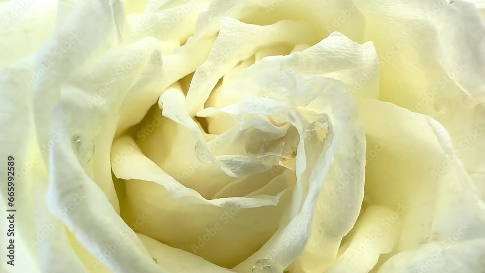 Beautiful white rose on background. of Blooming white rose flower close-up. Holiday, love, birthday design backdrop. Bud closeup. Macro. 4K UHD video Beautiful white rose on background. of Blooming white rose flower close-up. Holiday, love, birthday design backdrop. Bud closeup. Macro. 4K UHD video