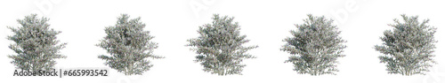 Set of Abelia grandiflora illustrations, 3D rendering with transparent background © ANDRIBENKY