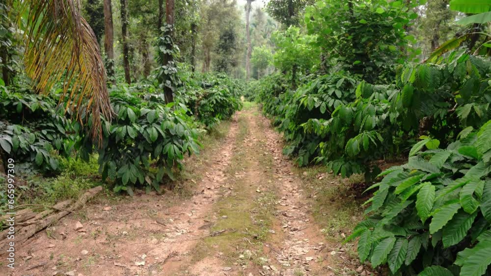 Beautiful coffee plantation in Mudigere, India in the state of karnataka. Beautiful coffee plantation in Mudigere, India in the state of karnataka.