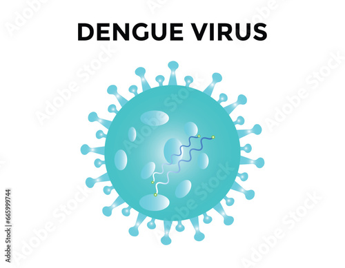 Dengue virus. Dengue virus (DENV) is the cause of dengue fever. It is a mosquito-borne, single positive-stranded RNA virus. Virion includes RNA strands, proteins, and envelopes.