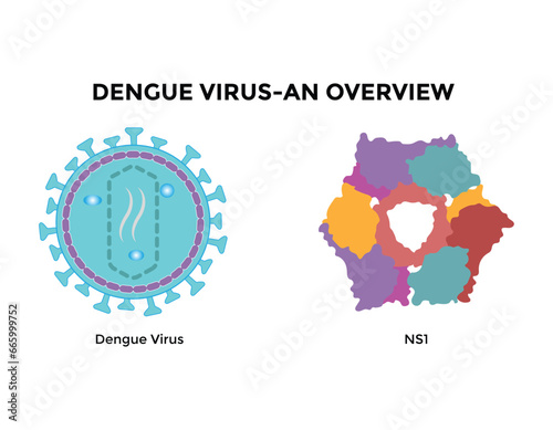 Dengue virus. Dengue virus (DENV) is the cause of dengue fever. It is a mosquito-borne, single positive-stranded RNA virus. Virion includes RNA strands, proteins, and envelopes. photo