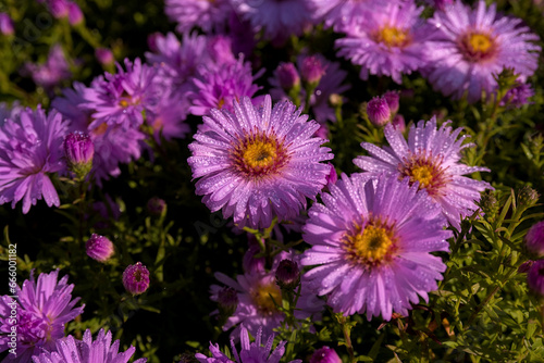 Perennial asters  purple flowers covered with dew drops  stunning close-up shot