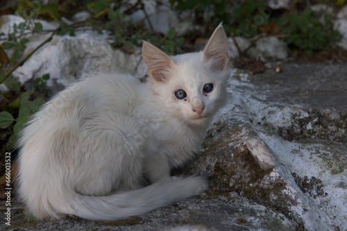 White cat with blue eyes