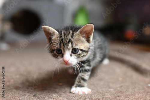 Canvas Print cute gray domestic Ocicat cat at home