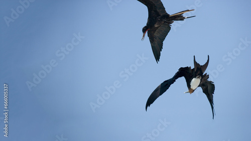 Female and male Magnificent Frigatebird Fregata magnificens in flight, Galapgos Islands