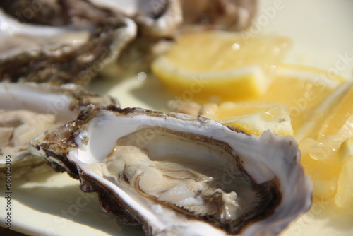 oysters