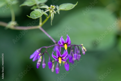 The purple and yellow flowers of Bittersweet Nightshade also Solanum dulcamara a poisonous plant growing in rural Minnesota, United States.
 photo