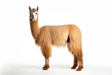 A cute alpaca posing against a clean backdrop created with Generative AI technology