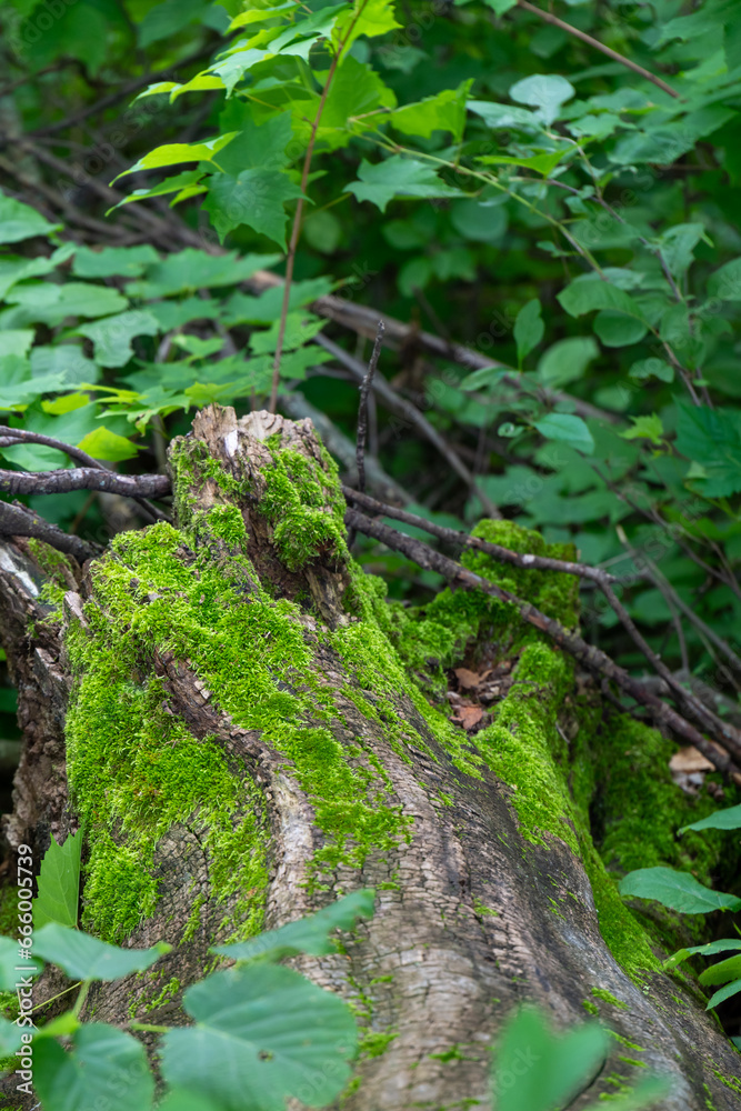 Moss growing on a fallen tree in Maplewood State Park in rural Minnesota, United States.
Moss growing on a fallen tree in Maplewood State Park in rural Minnesota, United States.