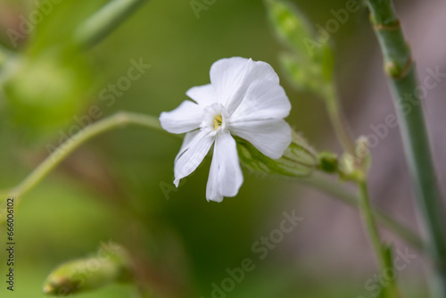 Close up of white delicate wildflower White Campion also known as Seline grows everywhere in Minnesota, United States. 