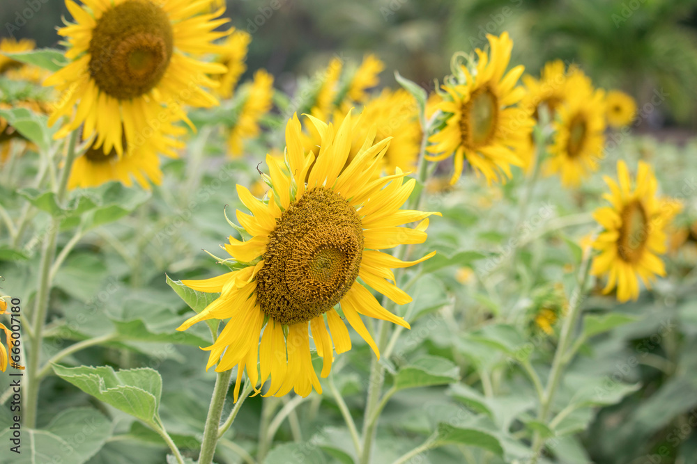 Close-up of a sunflower growing in a field of sunflowers during a nice sunny summer day with some clouds.