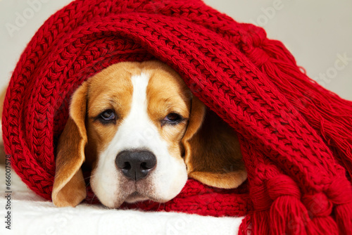 A beagle dog is lying on the bed covered with a red scarf or plaid. The temperature of the cold air in the house. The concept of heating a house in cold winter or autumn.  © Viktoriya