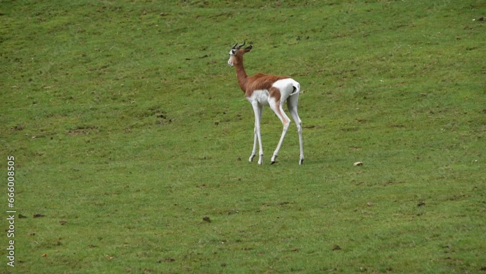 A Mhorr gazelle walking on the green field